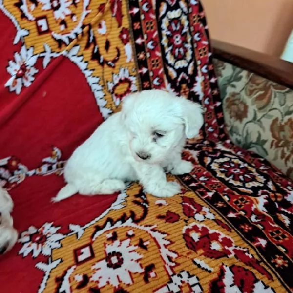 cuccioli di bichon frise | Foto 0