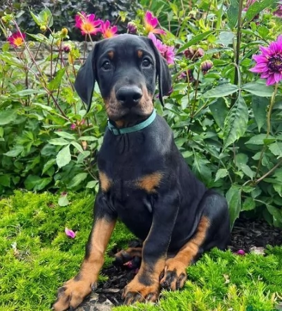 cuccioli di dobermann puro