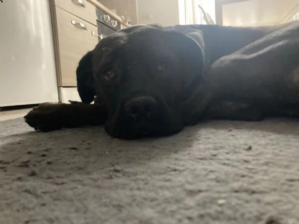 cane corso | Foto 1