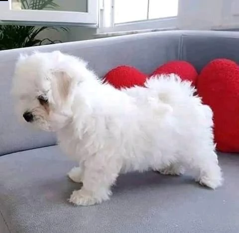 maltese mini toy!!!