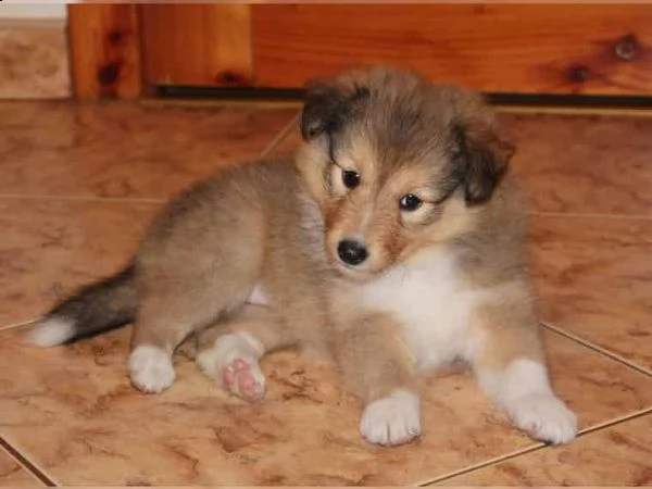 regalo cuccioli di shetland sheepdog