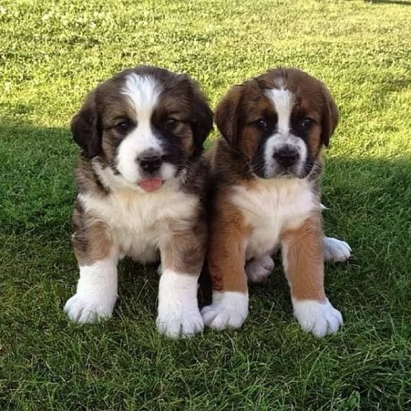 cuccioli di san bernardo | Foto 0