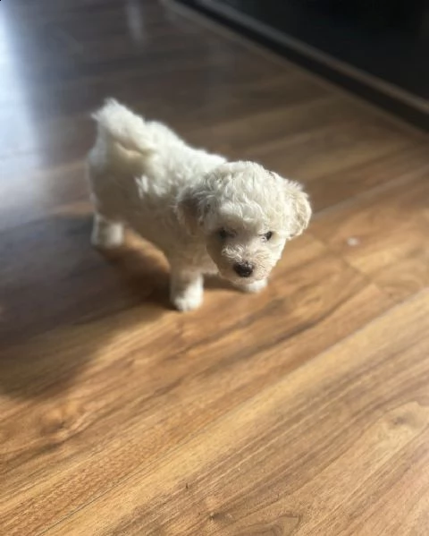 cuccioli di bichon frisé | Foto 0