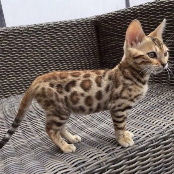 cuccioli bengal