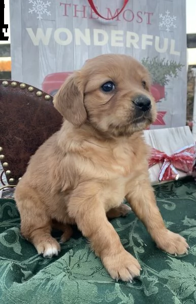 regalo bambini cocker spaniel cuccioli