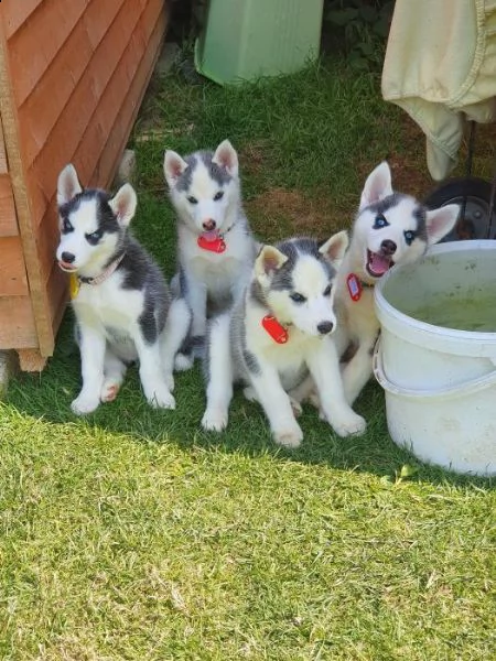 cuccioli di siberian husky