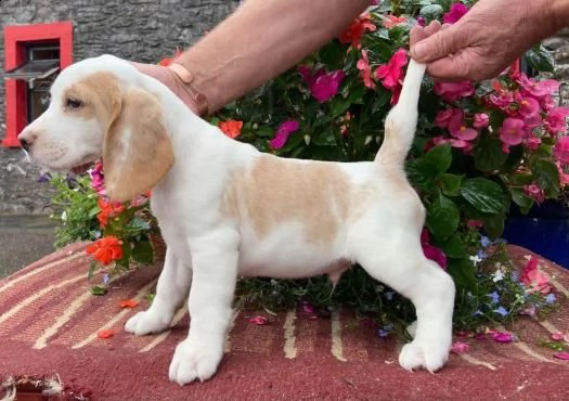 cuccioli di beagle