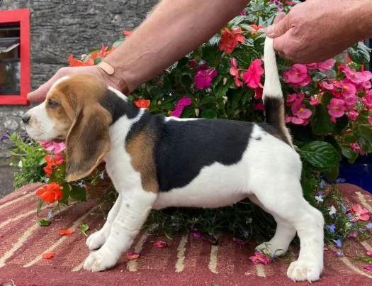 cuccioli di beagle | Foto 3