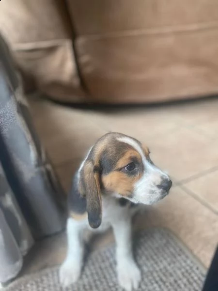 cuccioli di beagle | Foto 2