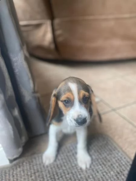 cuccioli di beagle | Foto 1