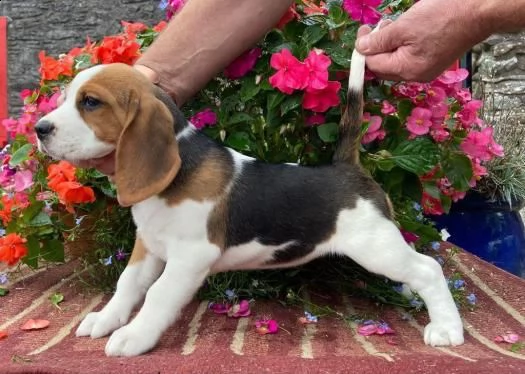 cuccioli di beagle | Foto 0