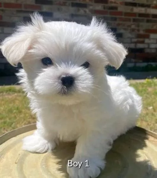 cuccioli maltesi maschio e femmina!!