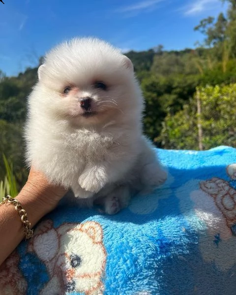 cuccioli di pomerania sani | Foto 1