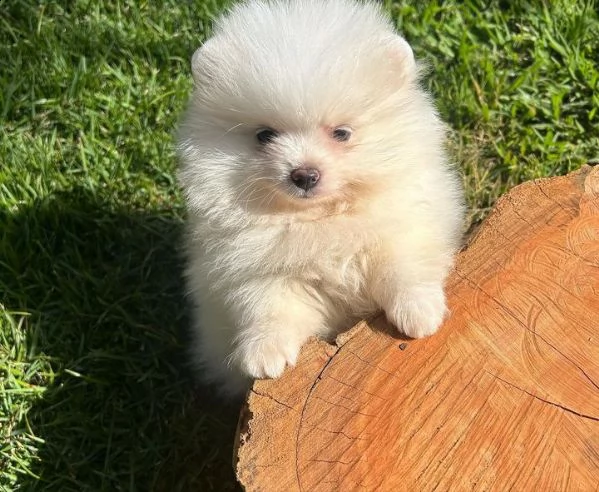 cuccioli di pomerania sani | Foto 0