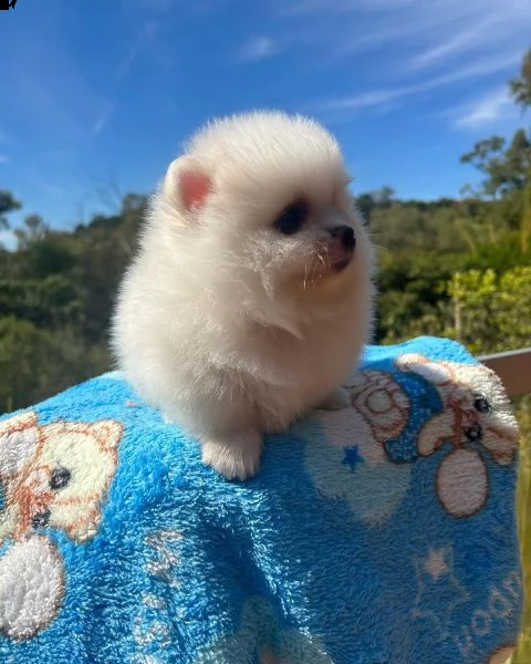 cuccioli di pomerania sani