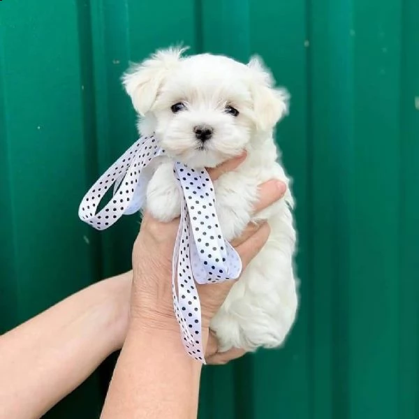 maltese mini toy!!!