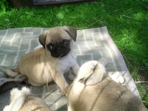 disponibili stupendi cuccioli carlino