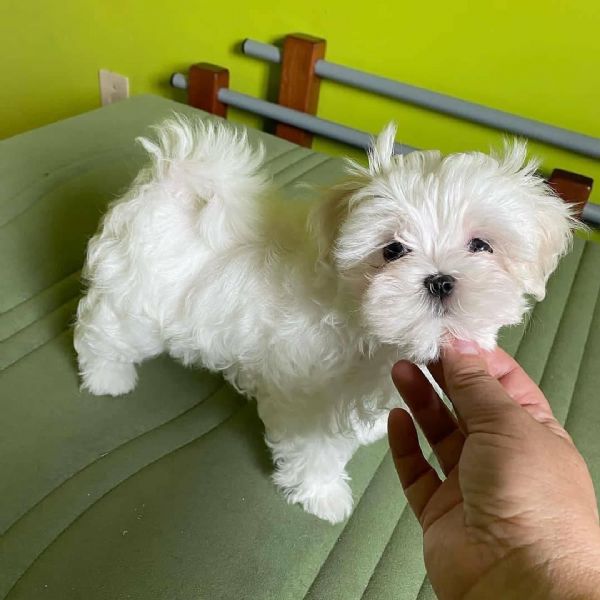 cuccioli maltesi maschio e femmina!!! | Foto 0