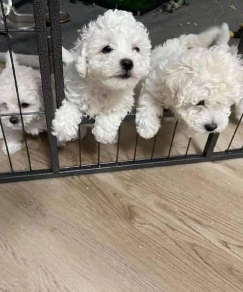 cuccioli di razza bichon frise | Foto 1