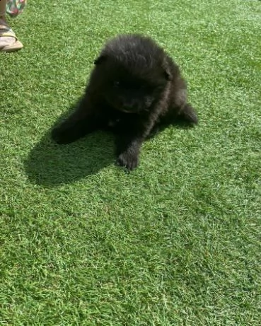 cuccioli di pomerania in miniatura