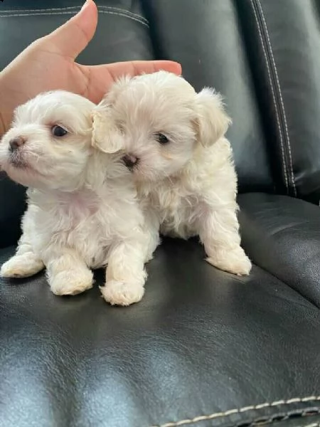 maltese toy cuccioli