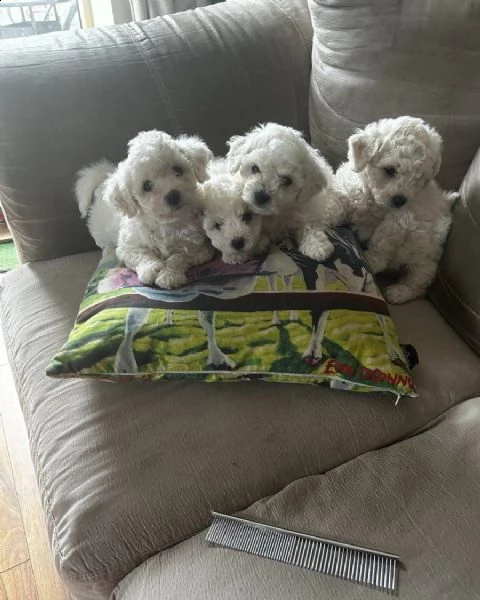 cuccioli di razza bichon frise | Foto 0