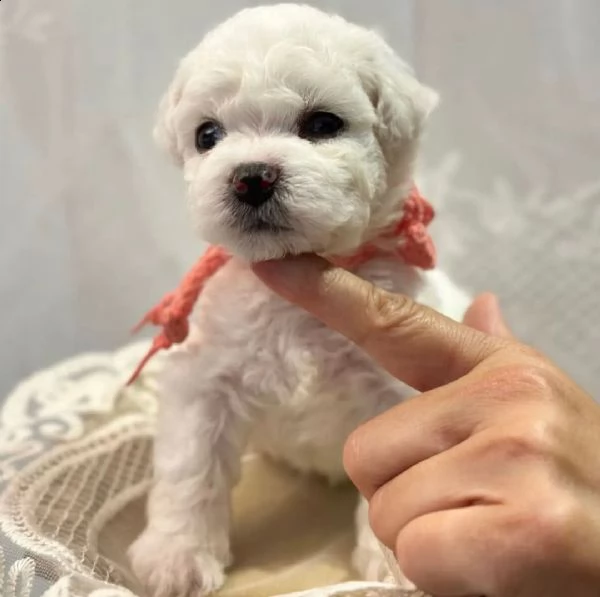 cuccioli di bichon frisé | Foto 0