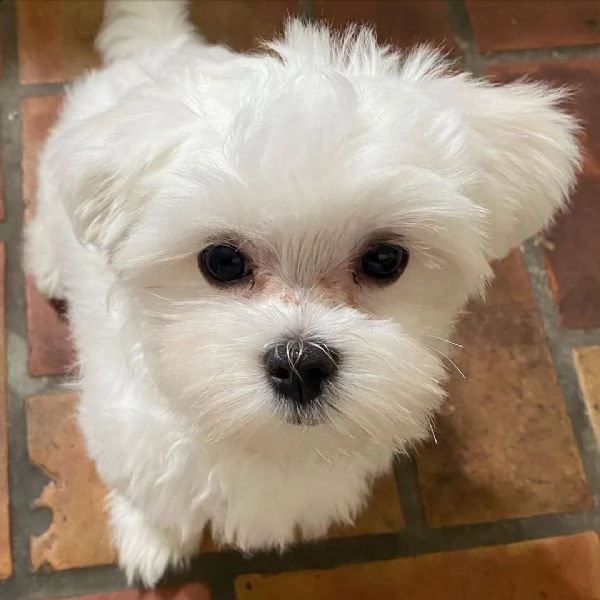 due simpatici cuccioli di maltese (+393512351560)