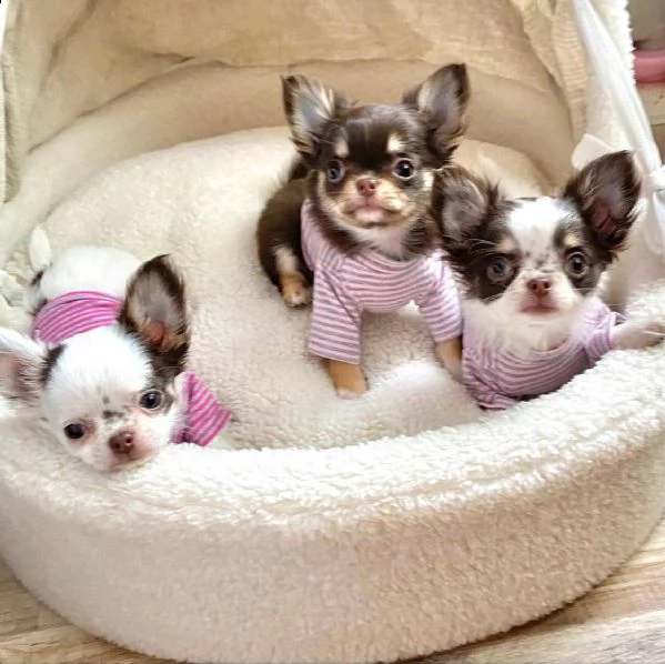 adorabili cuccioli di chihuahua eccezionali in cerca di una nuova casa adorabili cuccioli di chihuah | Foto 0