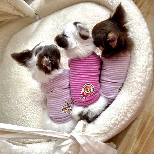 adorabili cuccioli di chihuahua eccezionali in cerca di una nuova casa adorabili cuccioli di chihuah