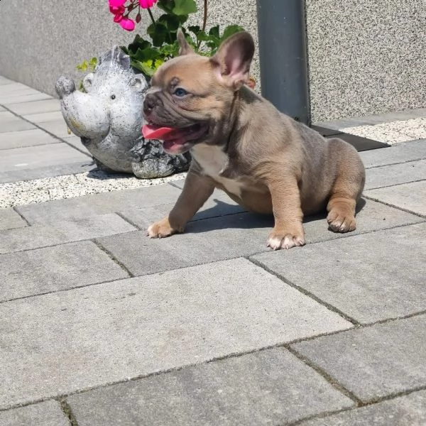 bouledogue francese cuccioli disponibili