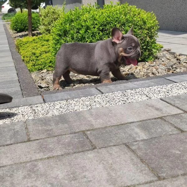 bouledogue francese cuccioli disponibili | Foto 0