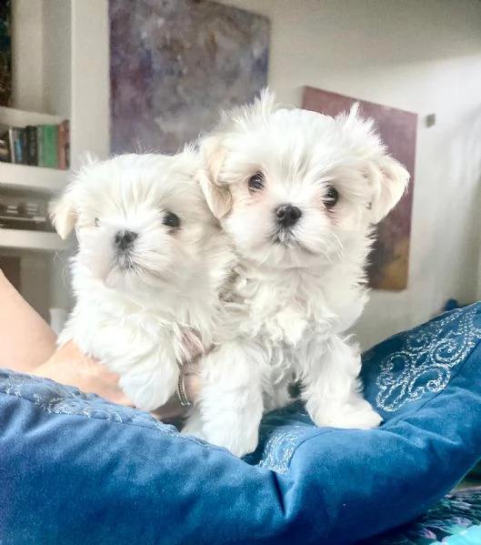 cuccioli di razza maltese toy