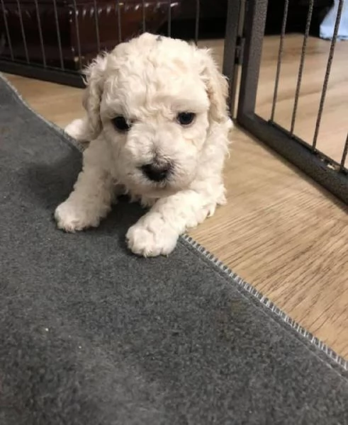 cuccioli di razza bichon frise | Foto 0