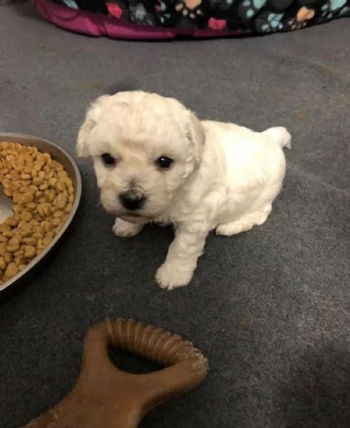 cuccioli di razza bichon frise