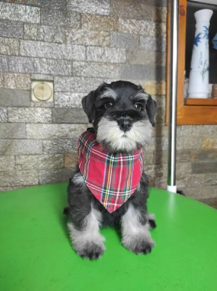 schnauzer nano cuccioli