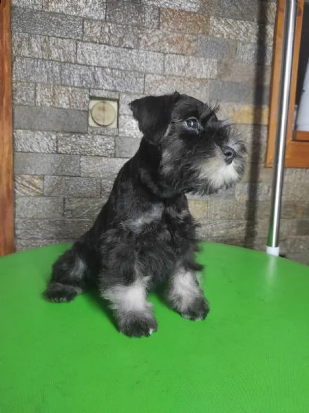 schnauzer nano cuccioli | Foto 6