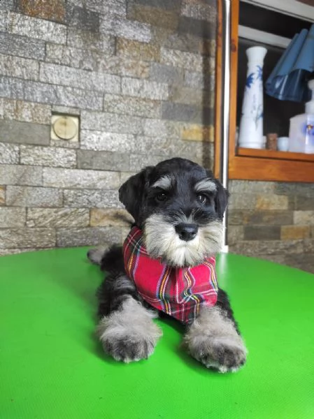 schnauzer nano cuccioli | Foto 3