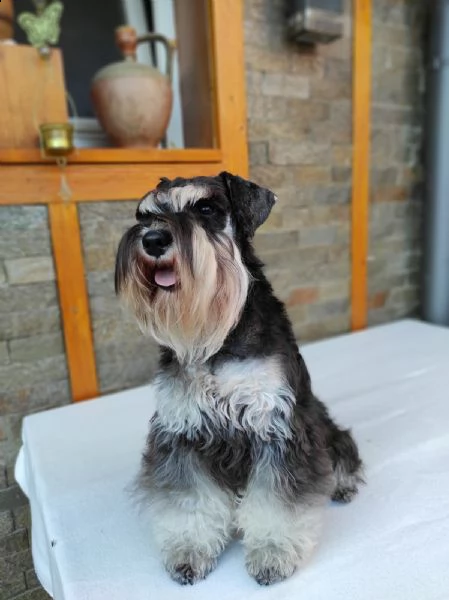 schnauzer nano cuccioli | Foto 2