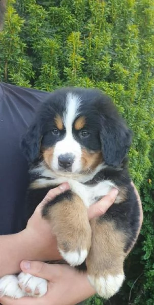 cuccioli di montagna bernese