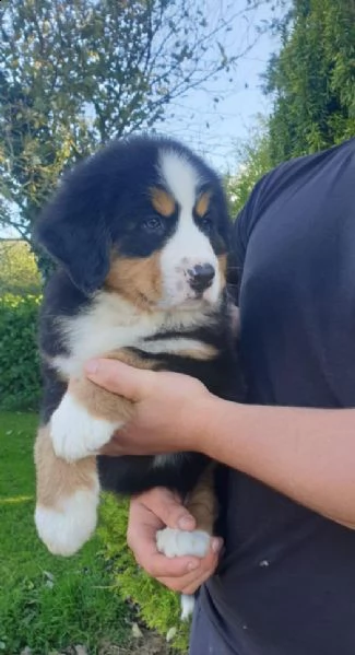 cuccioli di montagna bernese | Foto 2