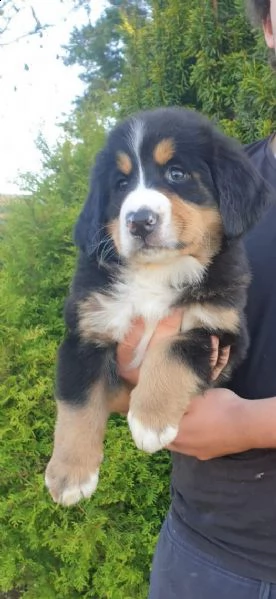 cuccioli di montagna bernese | Foto 1