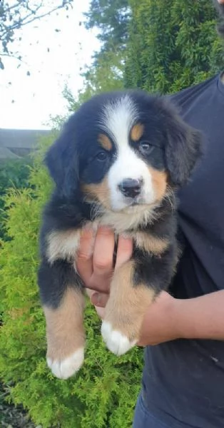 cuccioli di montagna bernese | Foto 0