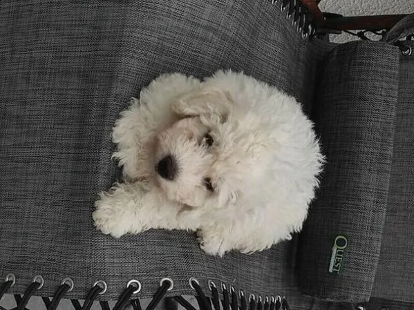 cuccioli di bichon frisé | Foto 0