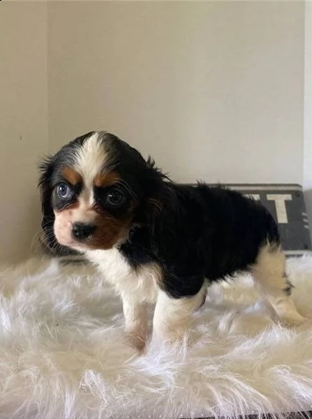   cuccioli di cavalier king  femminucce e maschietti per l'adozione gratuita 