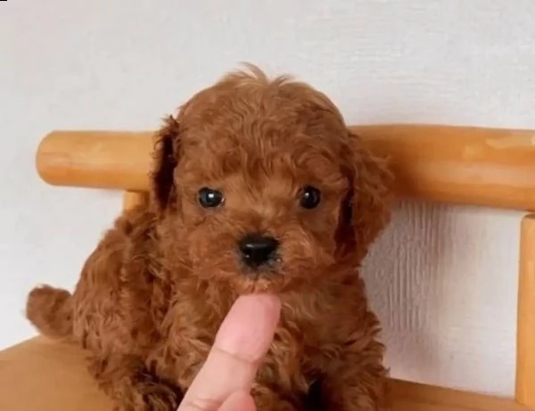 cuccioli di cane barboncino toy!