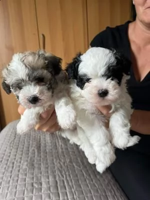 adorabili cuccioli havanese disponibili