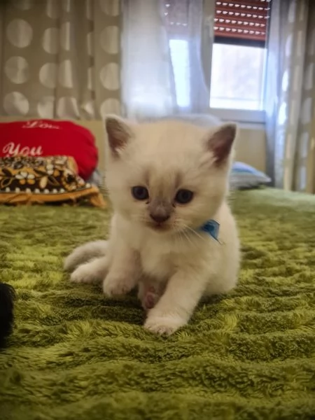 Scottish fold e straight  | Foto 2