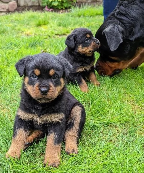 regalo cuccioli rottweiler whatsapp ( 0039 353 317 4023 )