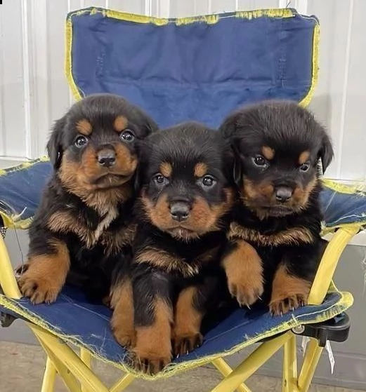 regalo cuccioli rottweiler whatsapp ( 0039 353 317 4023 ) | Foto 2